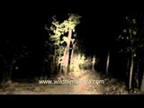 Night safari at the Satpura National Park