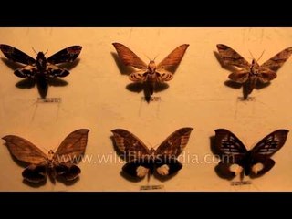 Butterfly displays at the Butterfly Park and Insect Kingdom museum in Sentosa