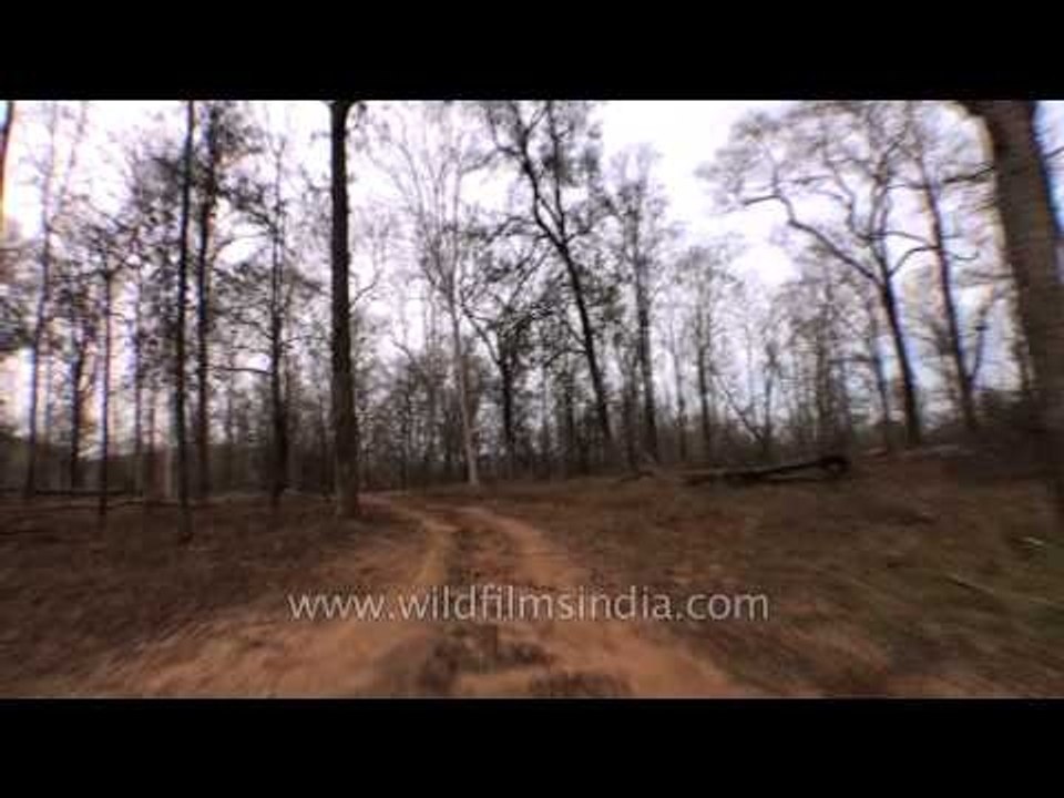 Satpura National Park jeep safari, Madhya Pradesh