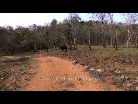 Domestic cattle inside Satpura National Park - can infect wildlife