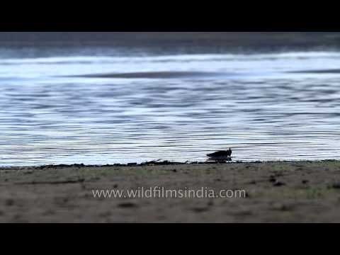 River Lapwing bird preening near the River Denwa, Satpura