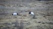 Black necked cranes dig out tubers from Phobjikha valley marshes, Bhutan