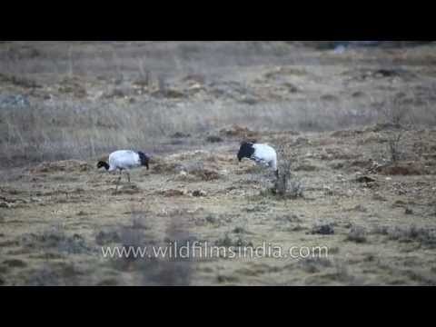 Black necked cranes dig out tubers from Phobjikha valley marshes, Bhutan
