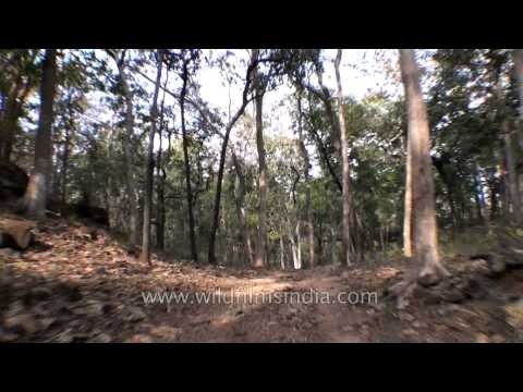 Jungle safari trip to Satpura National Park