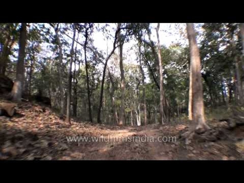 Jungle safari trip to Satpura National Park