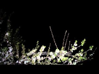 Bats searching for prey near plum blossoms