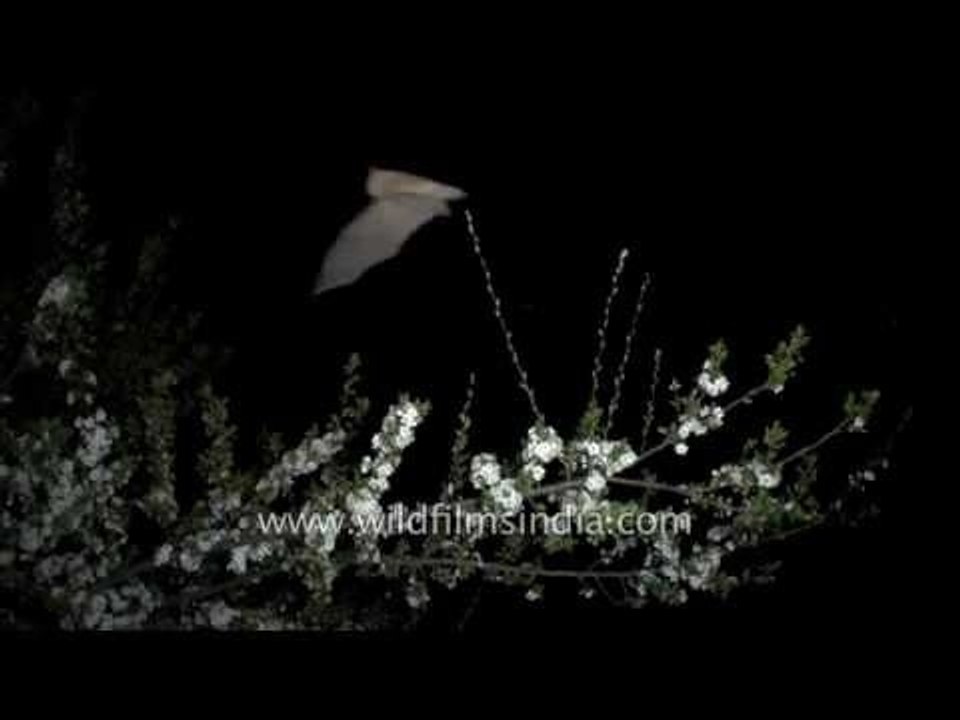 Himalayan bats around plum blossom, in slow motion!