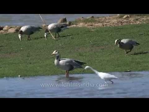 Bar-headed Goose in Satpura, Madhya Pradesh