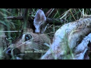 Dead deer in the forest of Satpura National Park