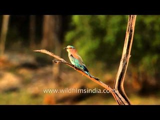 Indian Roller in the forest of Satpura, Madhya Pardesh