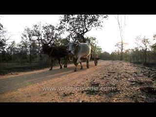 Bullock cart - common local transport of Madai village, Satpura