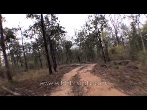 Trip to the Satpura National Park, Madhya Pradesh