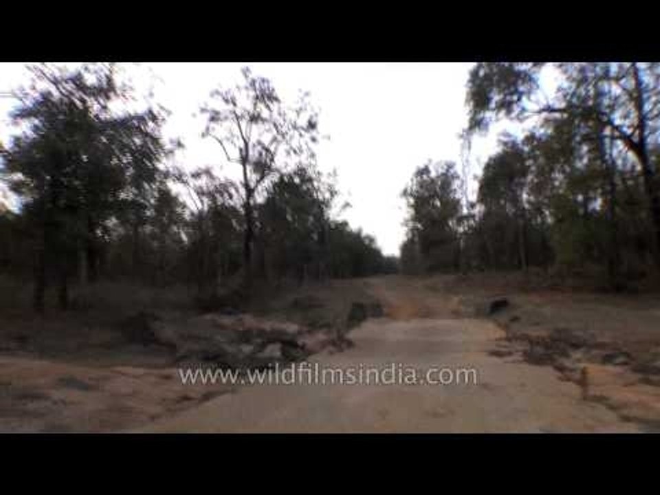 Safari trip to the Satpura National Park