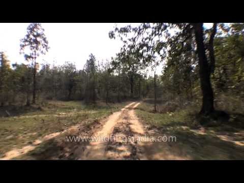 Jungle Safaris - A wildlife adventure at Satpura National Park