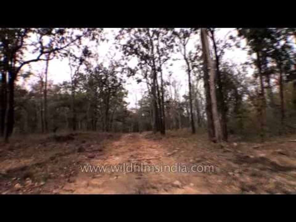 Jungle safari at the Satpura National Park
