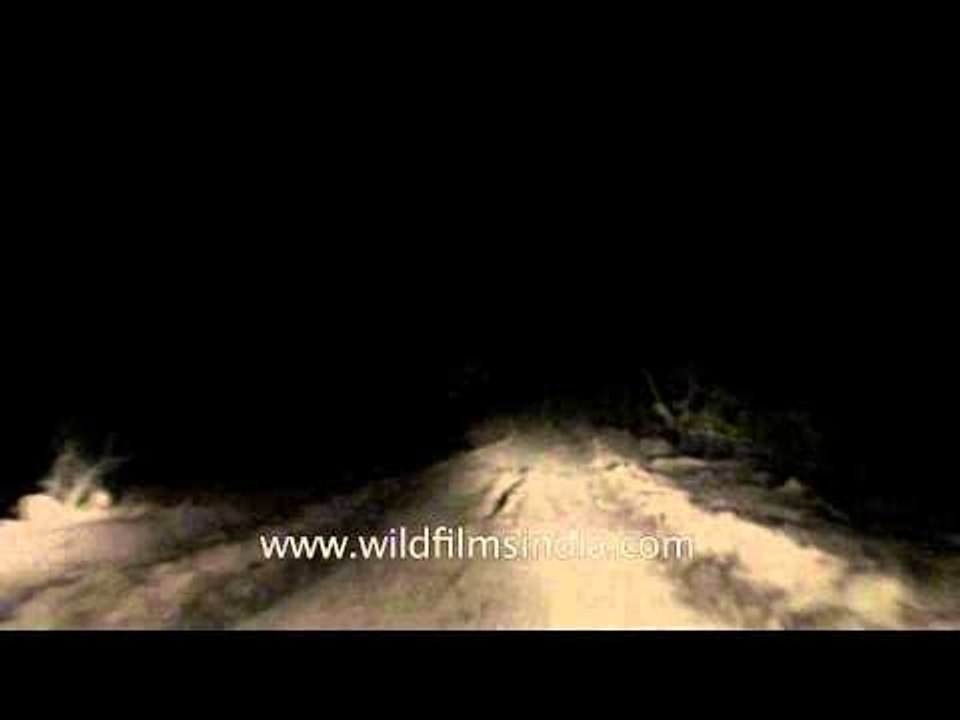 Night safari in Satpura National Park, Madhya Pradesh