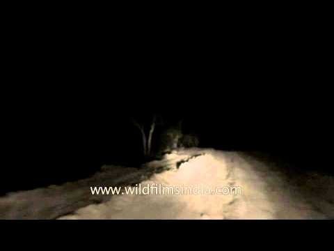 Satpura jungle night safari, Madhya Pradesh