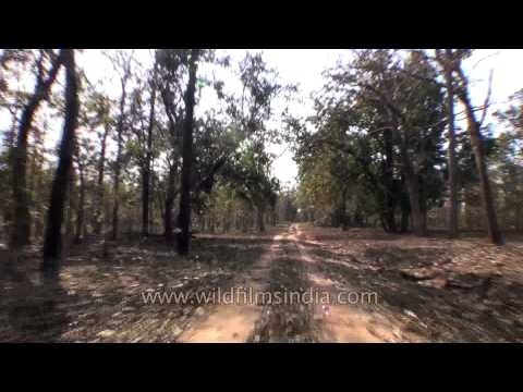 Wildlife safari in Satpura National Park