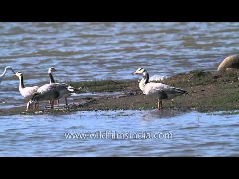 Bar-headed geese on the bank of Denwa River, Satpura