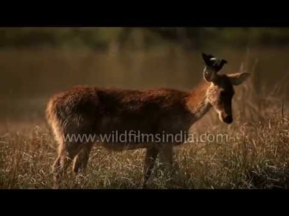 Swamp deer grazing in the forests of Kanha