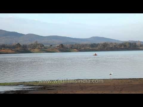 Black-winged Stilt walking on the shore of River Denwa