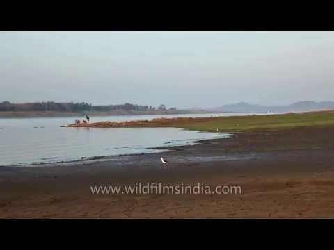 Black-winged Stilt bird running in the shore of Denwa River