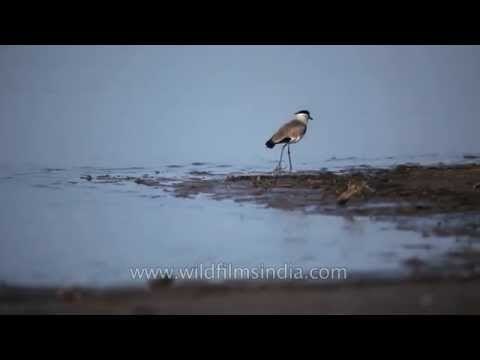 Spurwinged Lapwing bird at Satpura in Madhya Pradesh