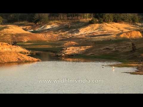 Bird Madhya Pradesh Satpura Denwa backwater escape madai day 3 card 3 1