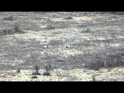 Black-necked Crane in the beautiful Phobjika Valley of Bhutan