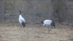 Central Bhutan: Land of the Black-necked Crane (Grus nigricollis)
