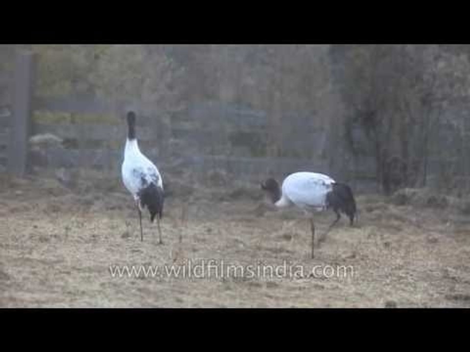 Central Bhutan: Land of the Black-necked Crane...