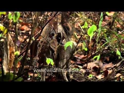 Wild boar in Kanha National Park, Madhya Pradesh