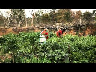 Gondi tribal women harvesting vegetables from their farm