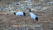 Black-necked Crane foraging in Bhutan during winter