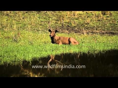 Giant male sambar deer in Kanha National Park