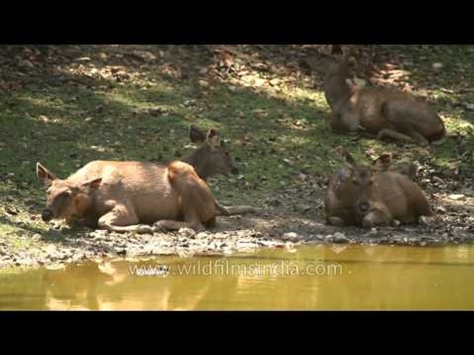 Sambhar wallowing in wet mud near Kanha pond, Madhya Pradesh