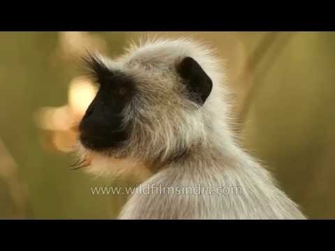 Gray langur at Kanha National Park, Madhya Pradesh