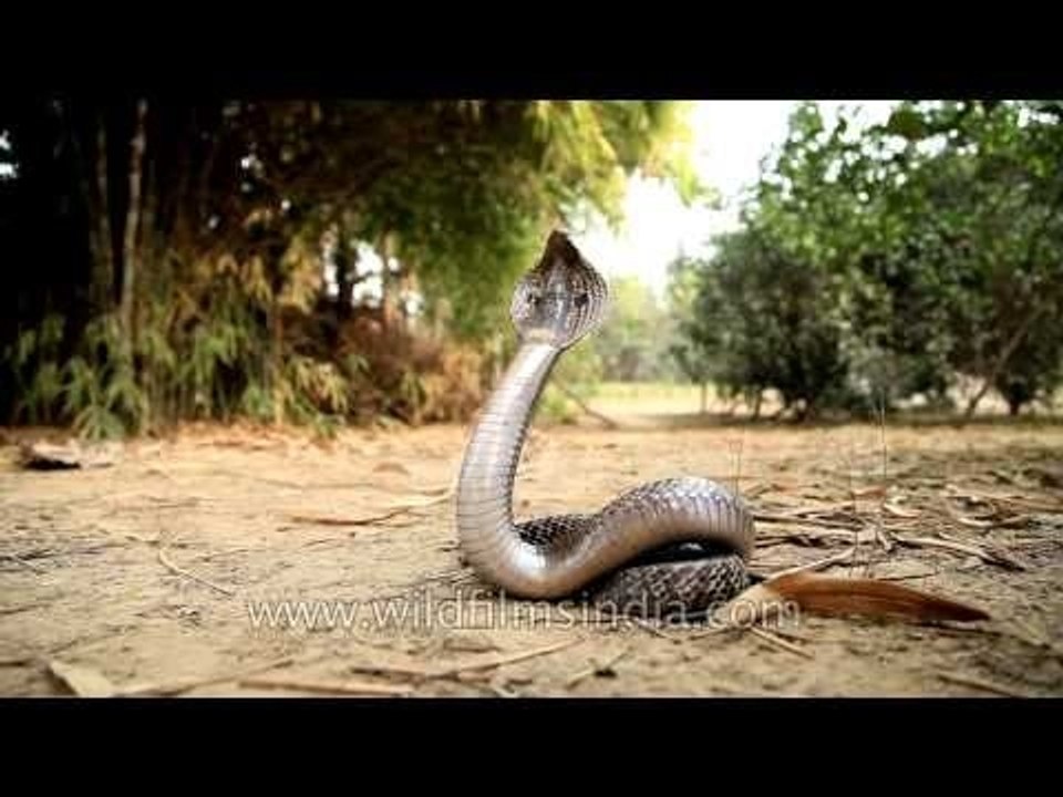 Cobra rears up its head, in strike pose
