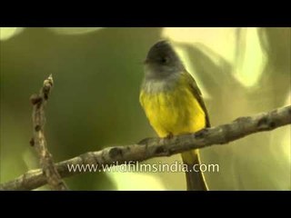 Grey-headed Flycatcher now called Canary Flycatcher