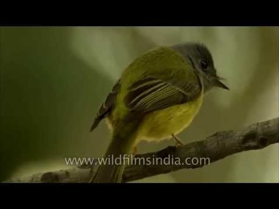 Cute Canary Flycatcher visits New Delhi