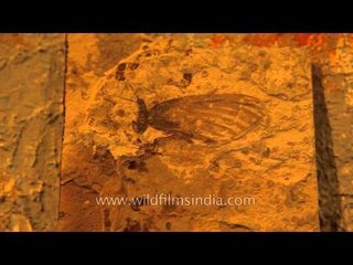 Hemiptera Palaeontinidae (Cicada) fossil specimen