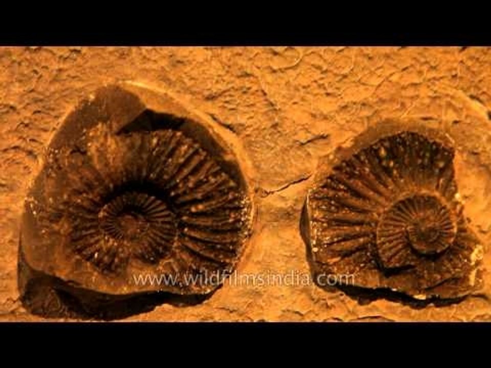 Cephalopoda Ammonoidea (Ammonites) fossil specimen