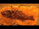 The oldest fish you ever saw:Osteichthyes Bony fish fossilised