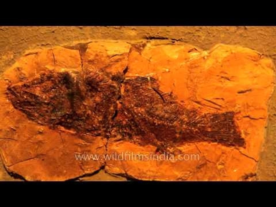 The oldest fish you ever saw:Osteichthyes Bony fish fossilised