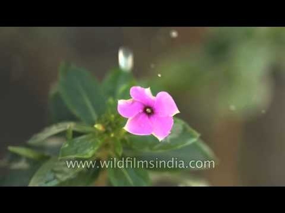 Water droplets on Catharanthus roseus