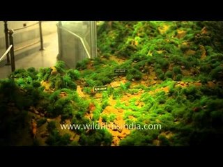 Model of Haldi Ghat battle field - display at Maharana Pratap Museum