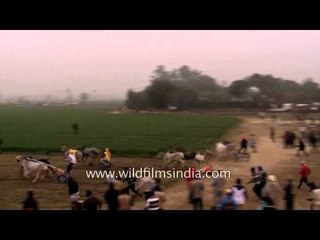 Télécharger la video: Bullock cart racing obsession in Rural Punjab