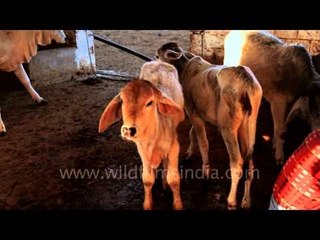Cows and cavles at the research centre of Chandan Farm, Jaisalmer
