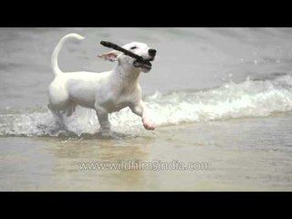 Dog plays fetch by the sea: high frame rate shot