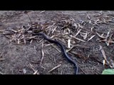 Cobra rustles as it travels through the fallen bamboo leaves